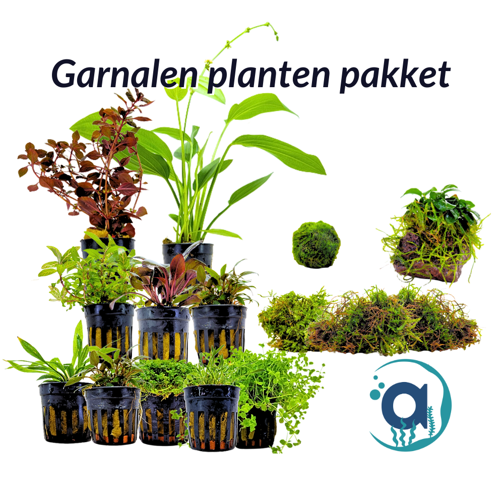 Garnalen planten pakket