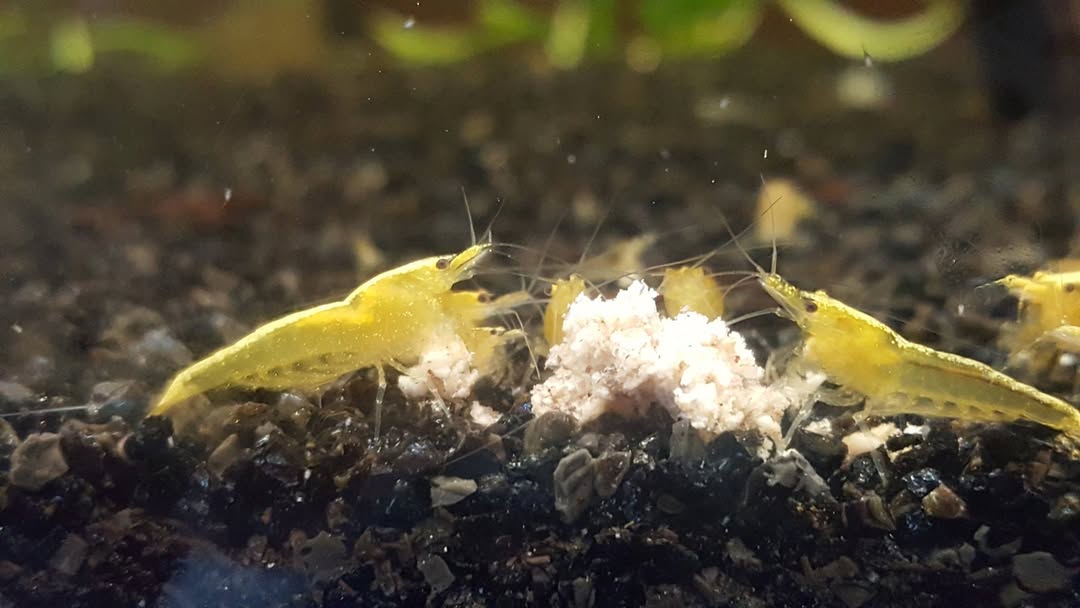 Neocaridina Davidi Yellow