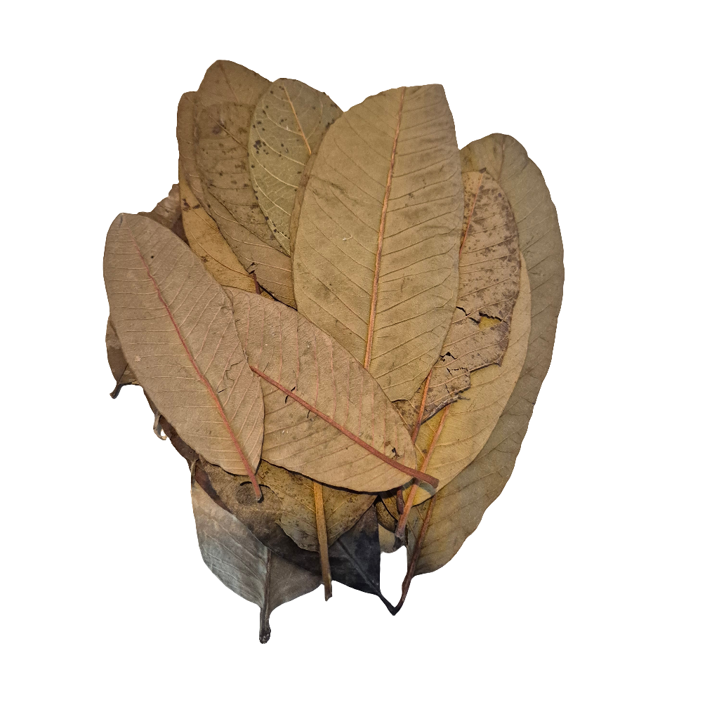 Guave blad