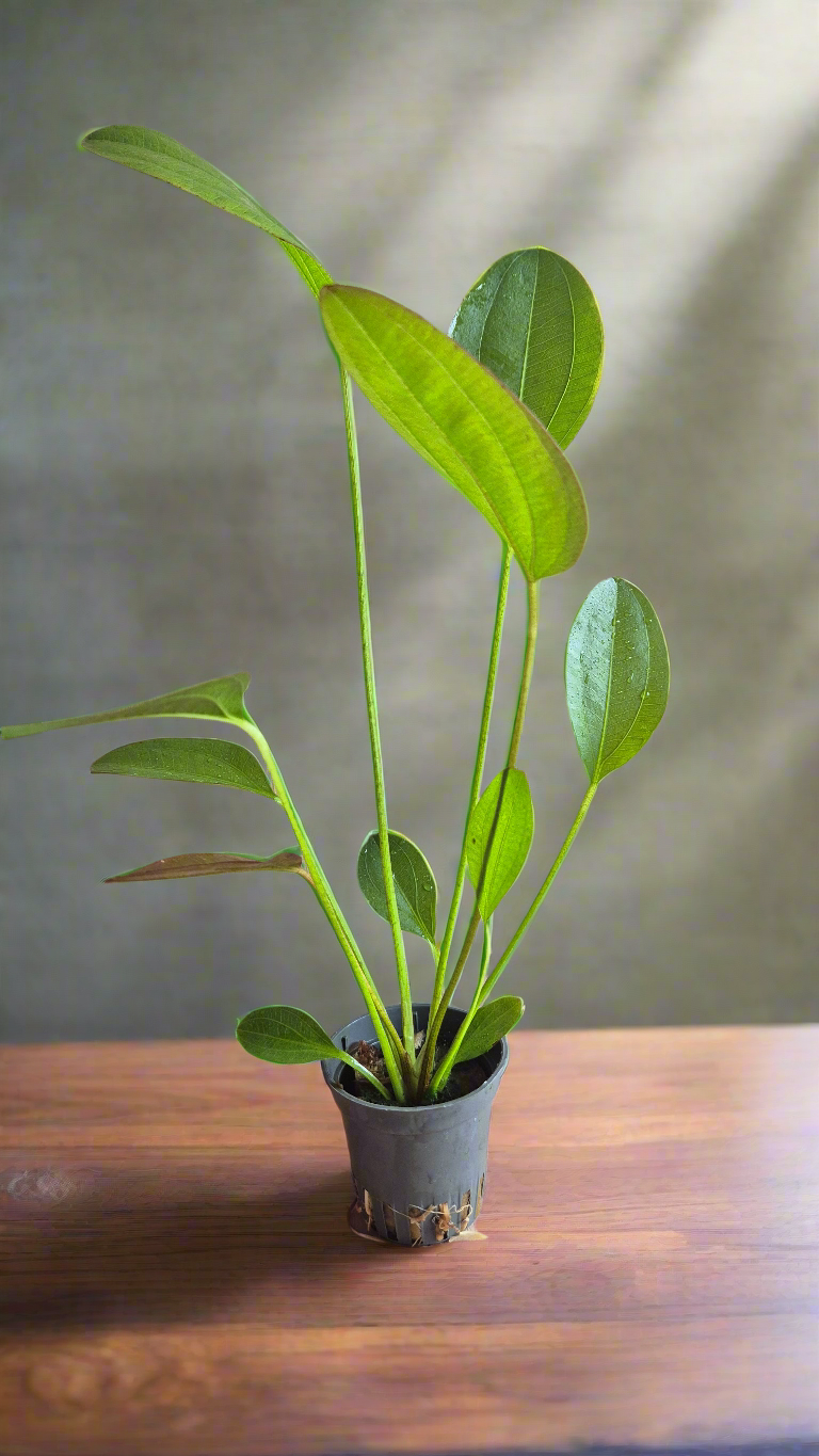 Echinodorus Harbich groen