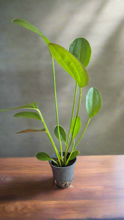 Echinodorus Harbich green