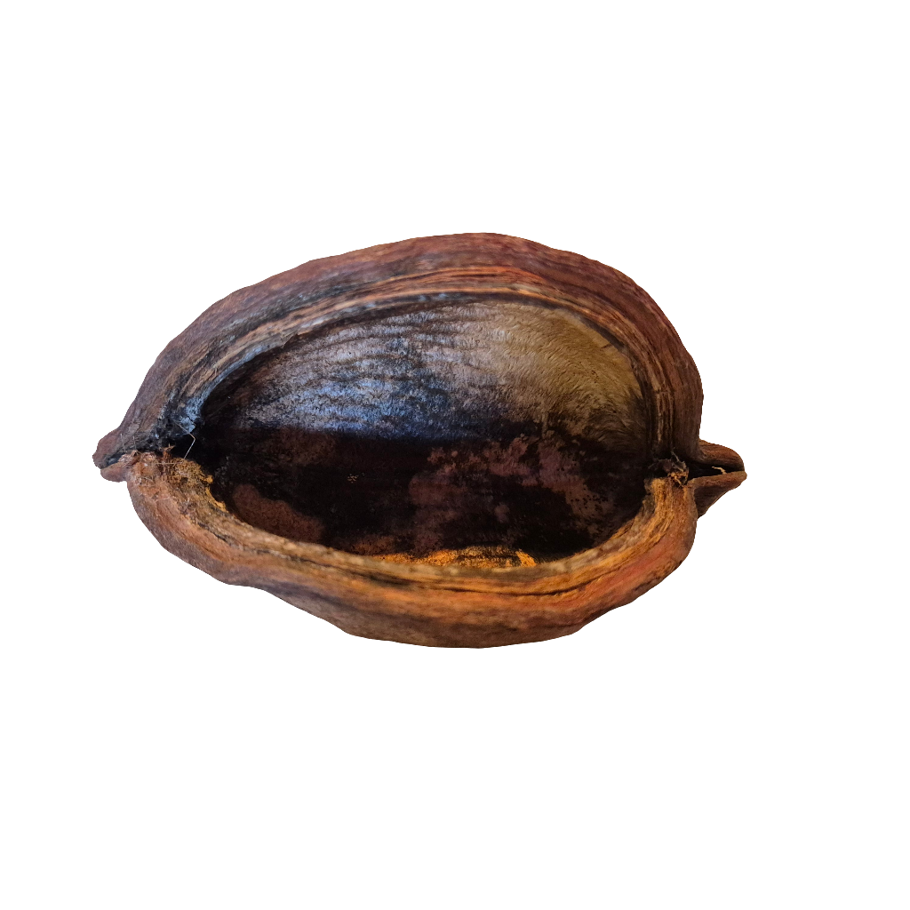 Thelambu pods