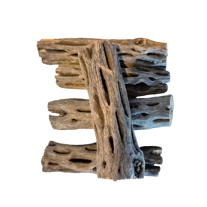 Cholla wood