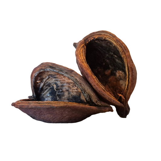 Thelambu pods