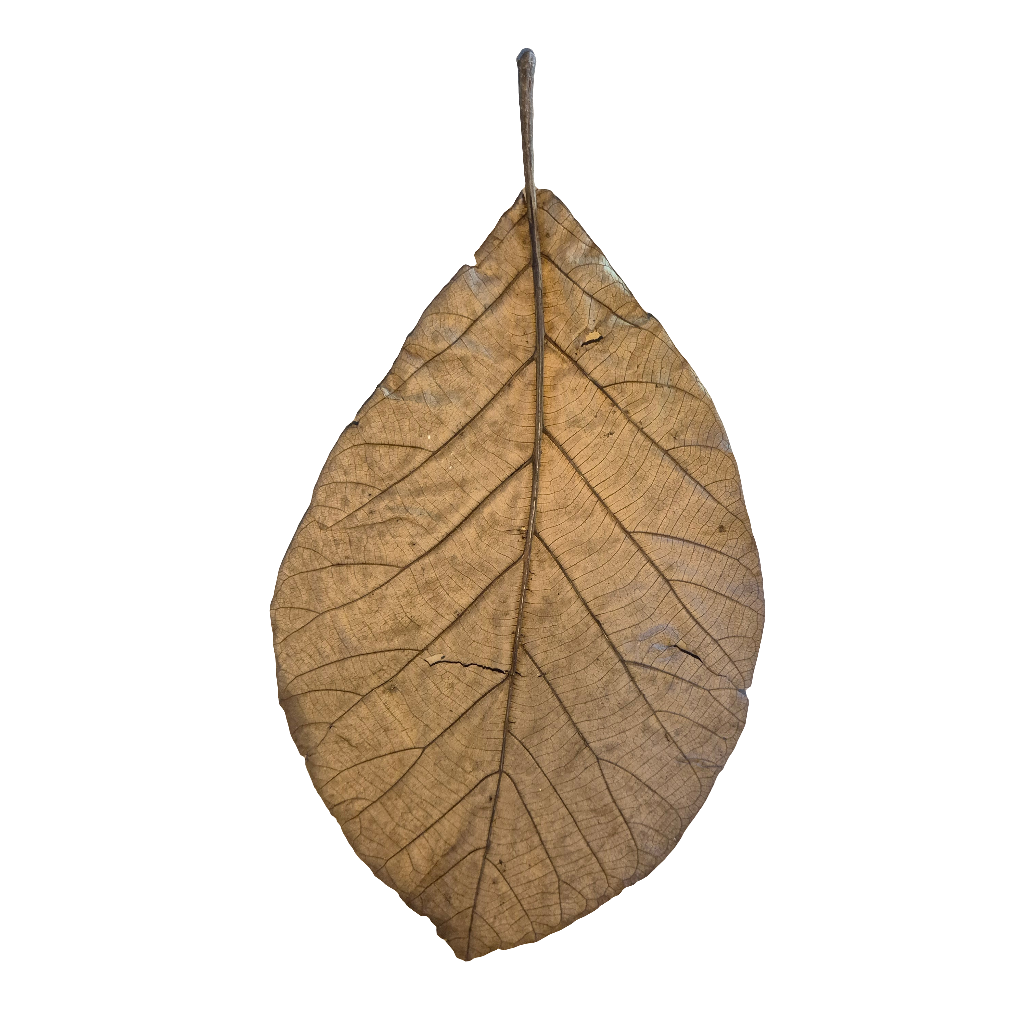 Teak blad XL