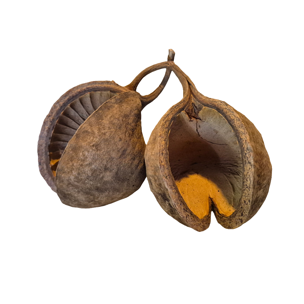 Buddha pods