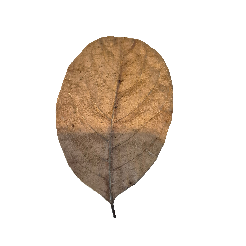 Jackfruit leaf