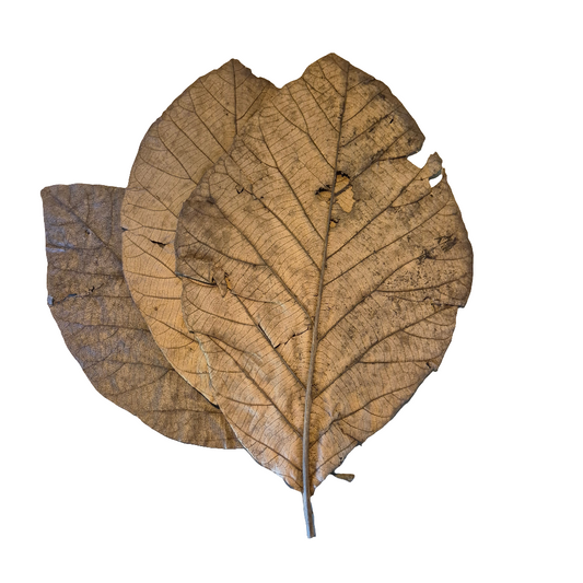 Teak blad XL