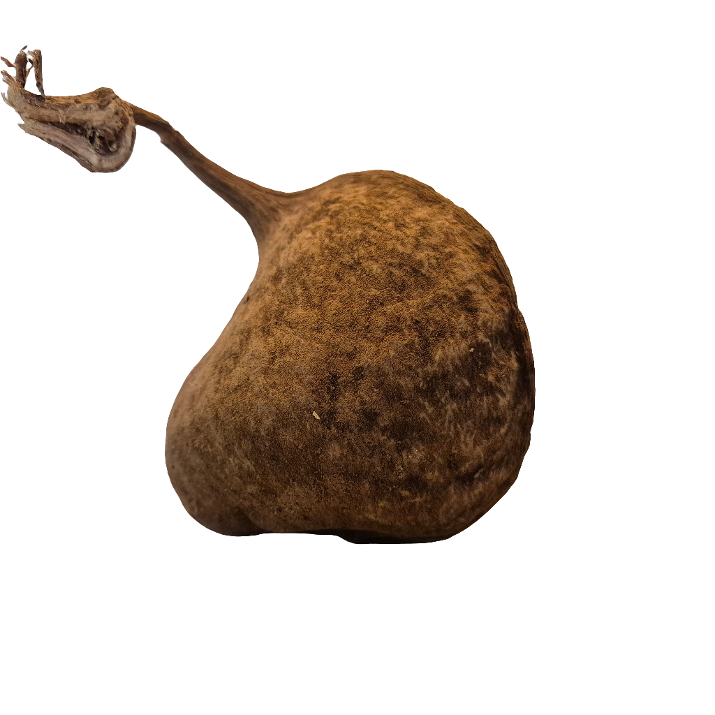 Buddha pods