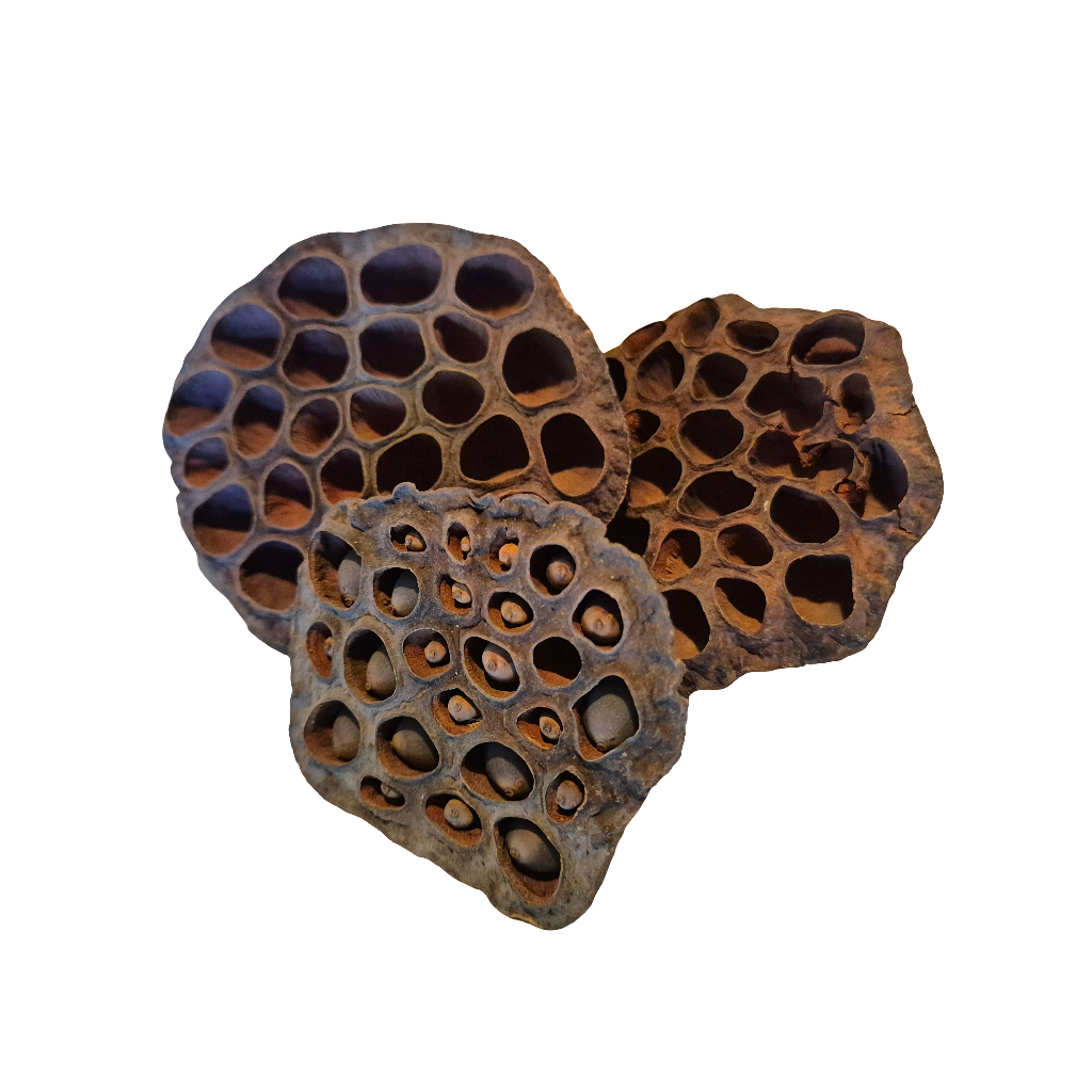 Lotus pods