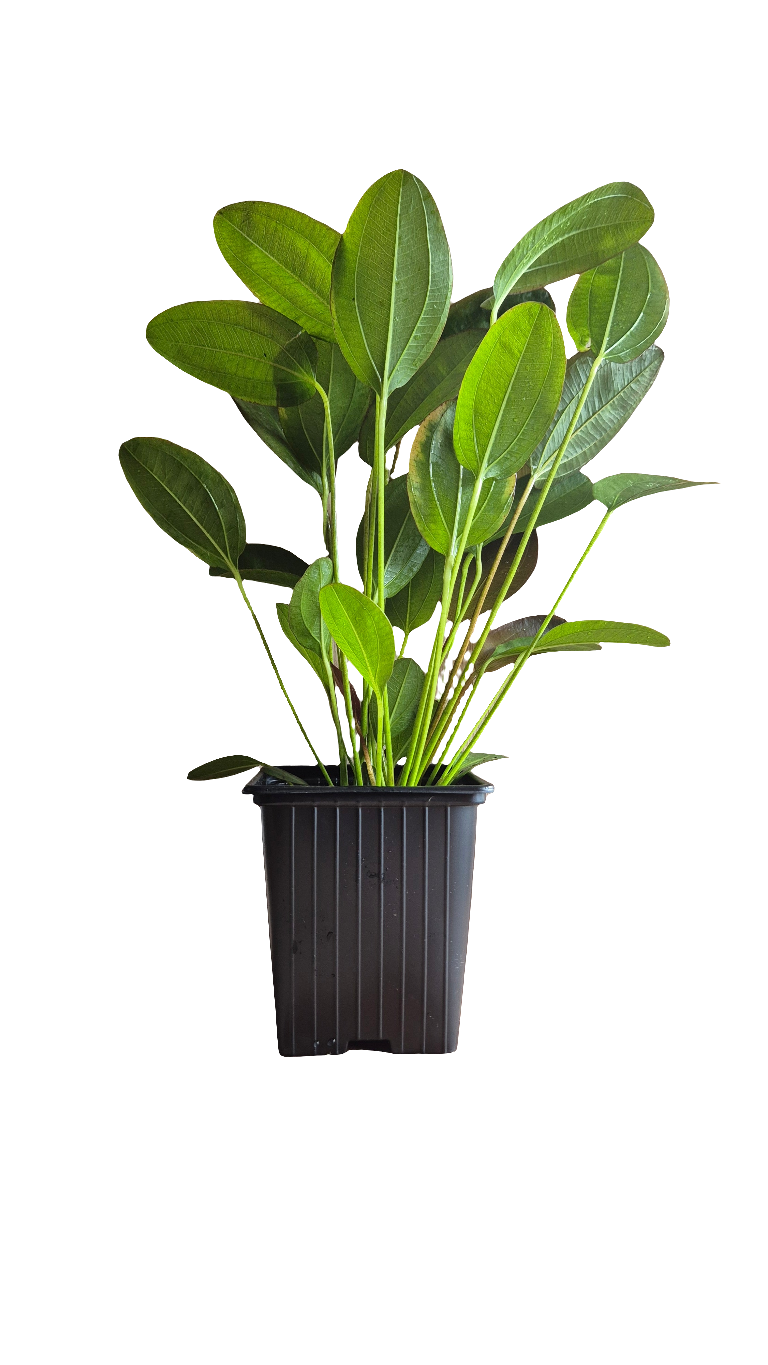 Echinodorus Harbich Moederplant