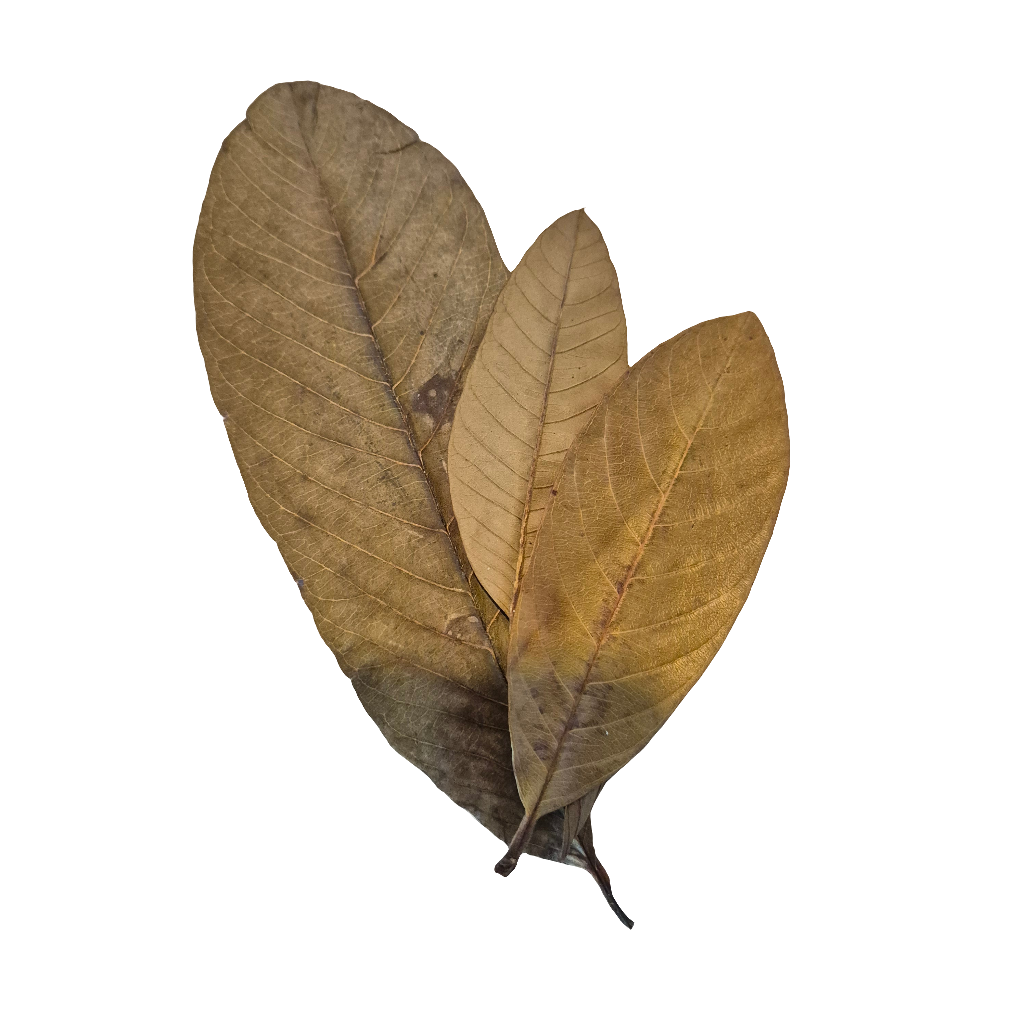 Guave blad