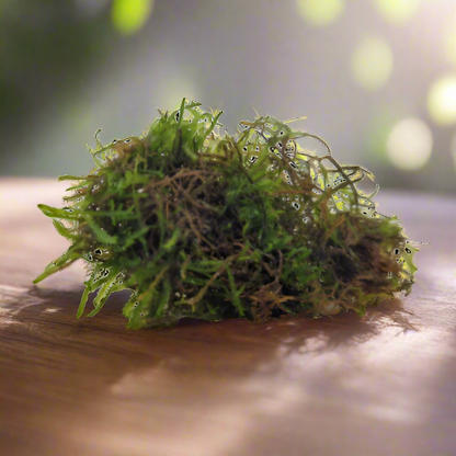 Vesicularia Dubyana Becher Java moss