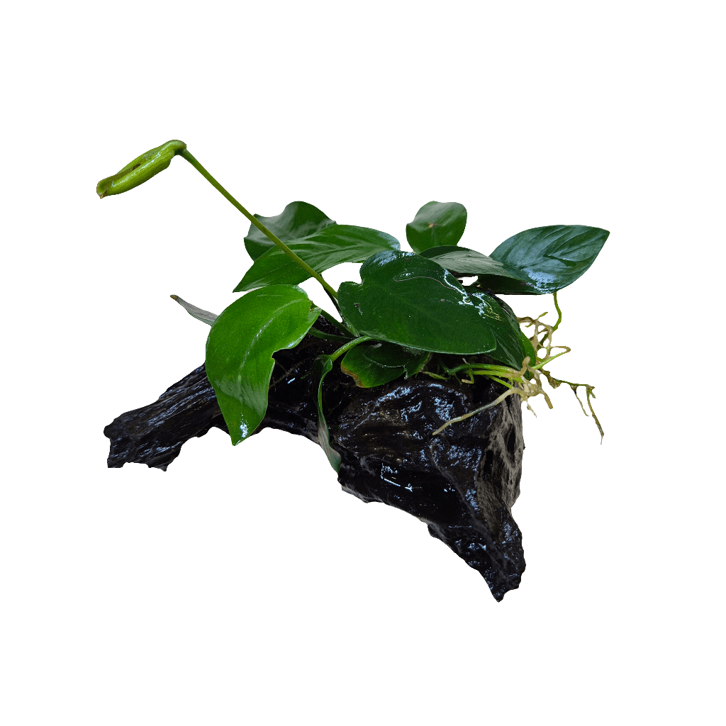 Anubias nana op Kienhout