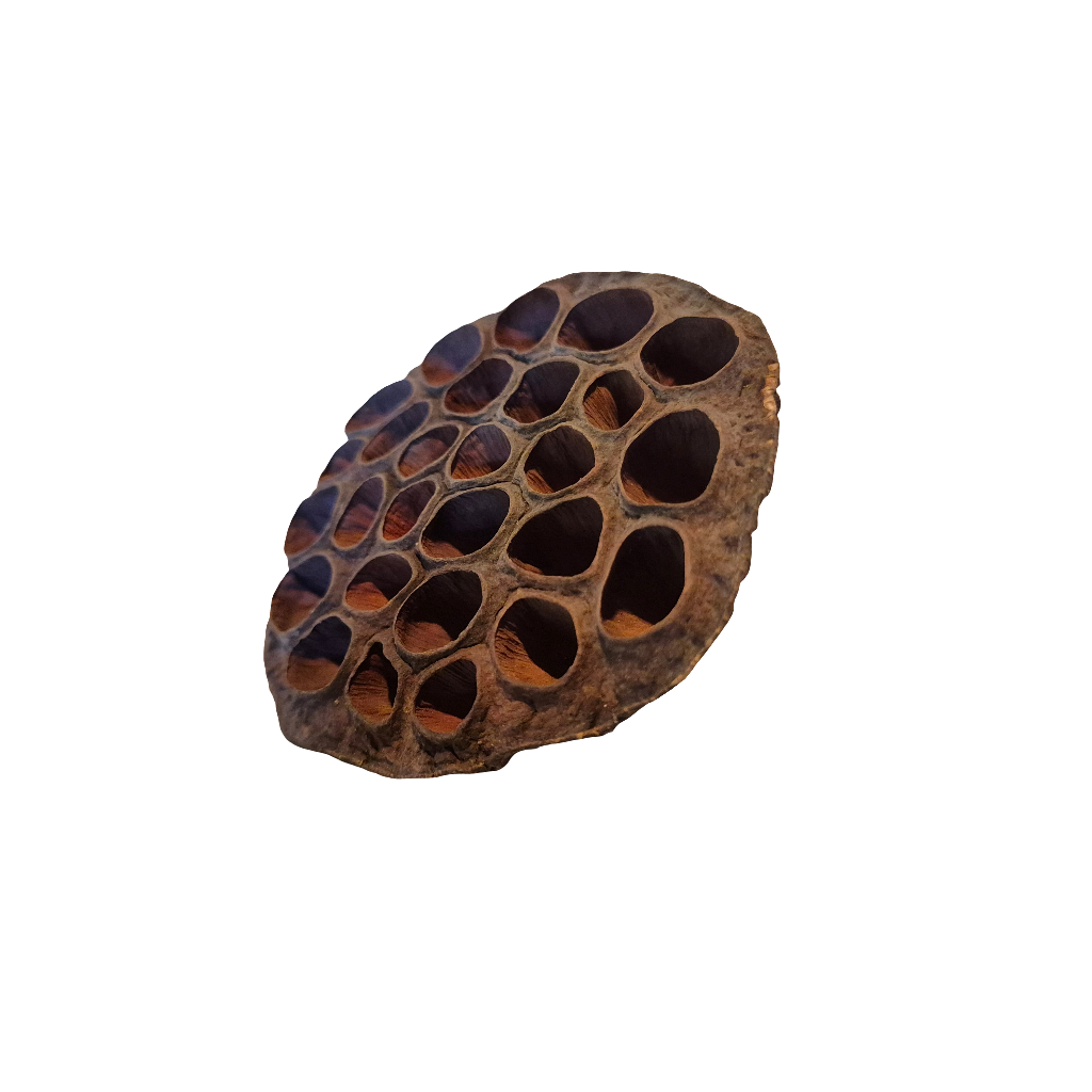 Lotus pods