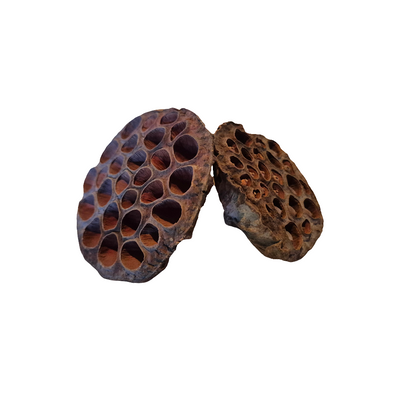 Lotus pods