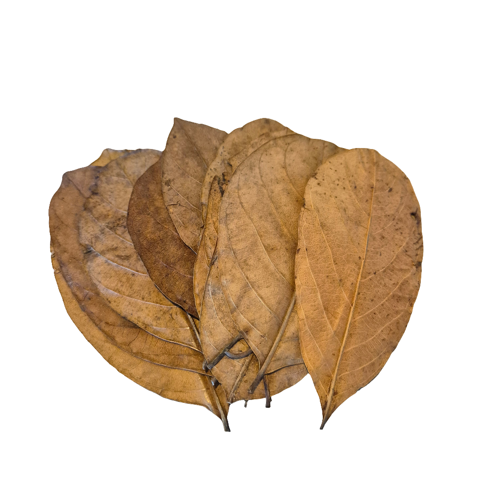 Jackfruit leaf