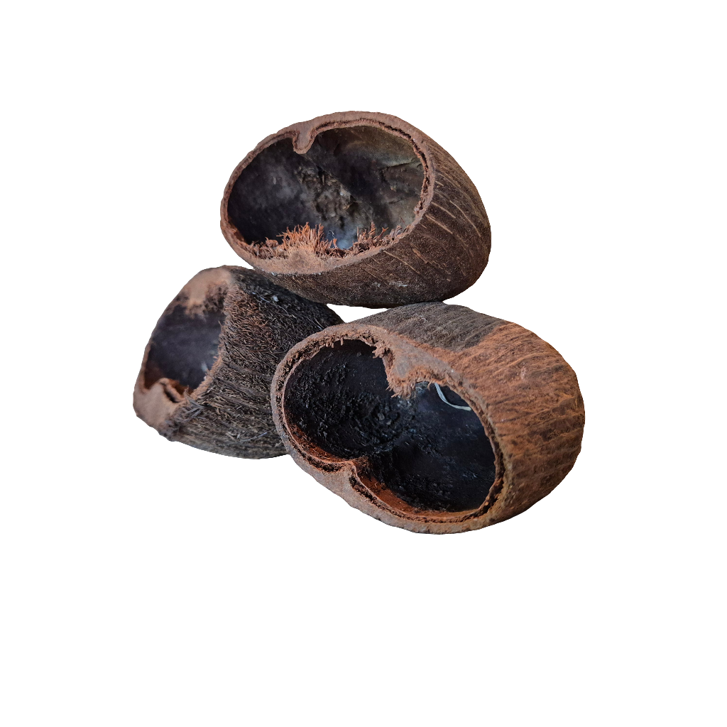Palm pods