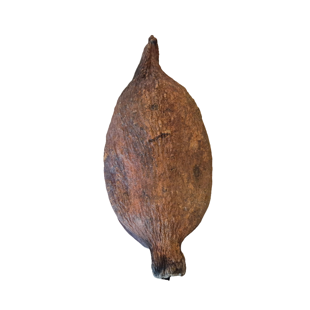 Thelambu pods