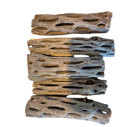 Cholla wood