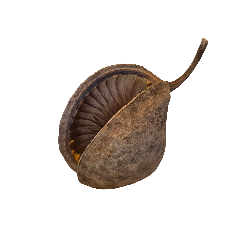 Buddha pods