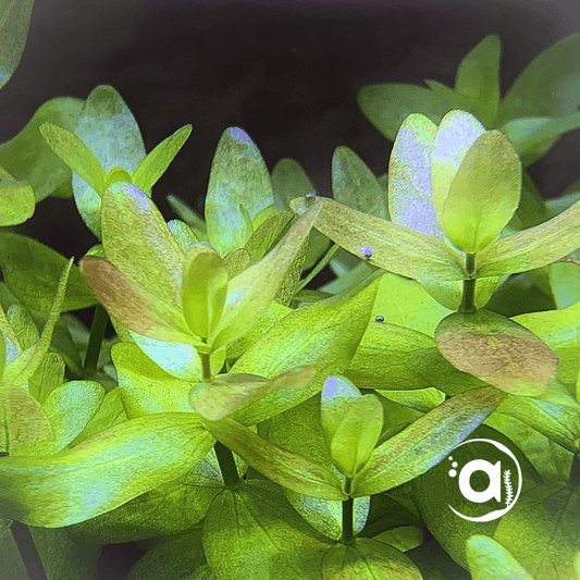Bacopa Amplexicaulis Caroliniana