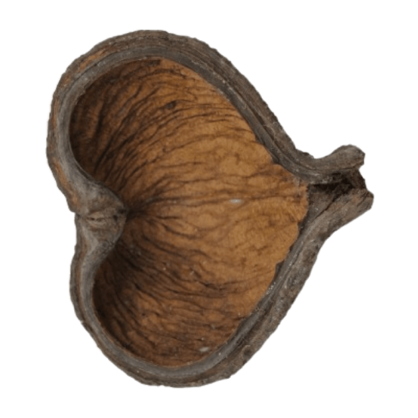 Thelambu pods