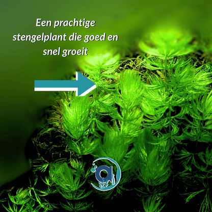 Ceratophyllum Demersum