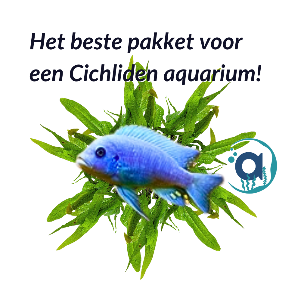 Cichliden planten pakket