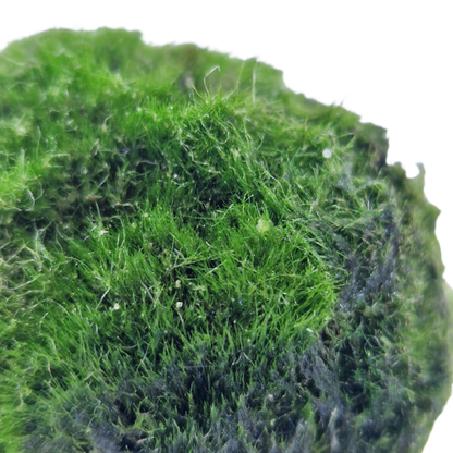 Cladophora Aegagropila Mosbal