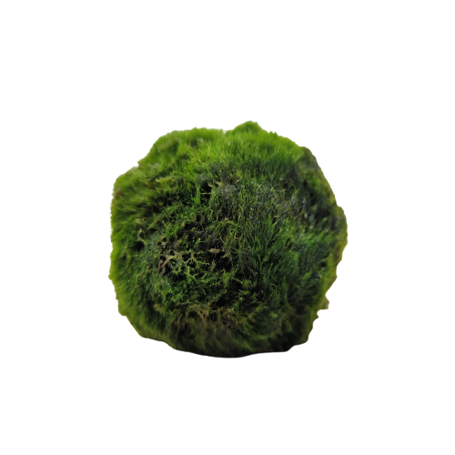 Cladophora Aegagropila Mosbal