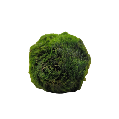 Cladophora Aegagropila Mosbal