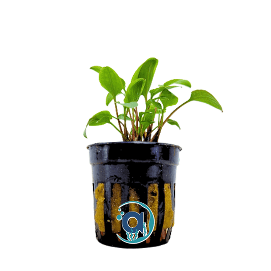 Cryptocoryne Bullosa
