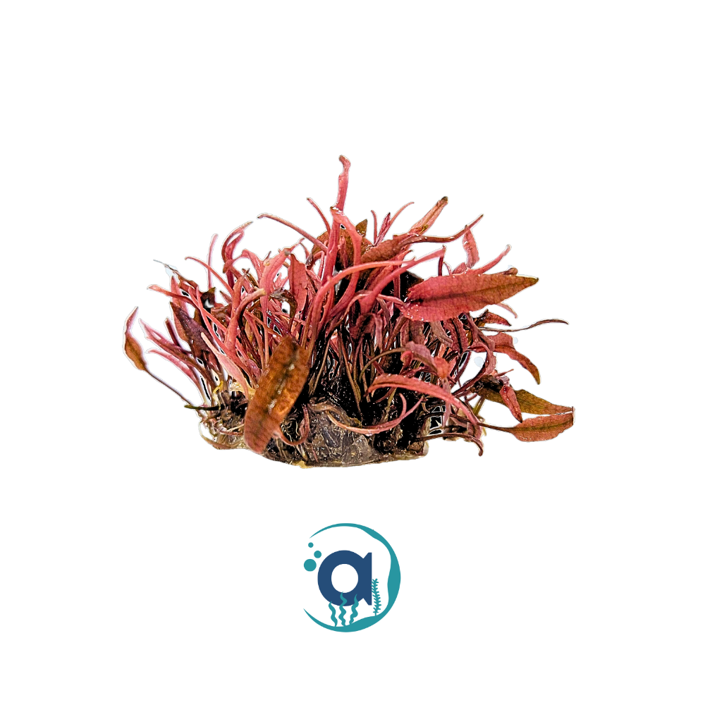 Cryptocoryne flamingo "pink"