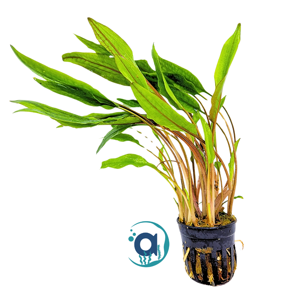 Cryptocoryne Lucens