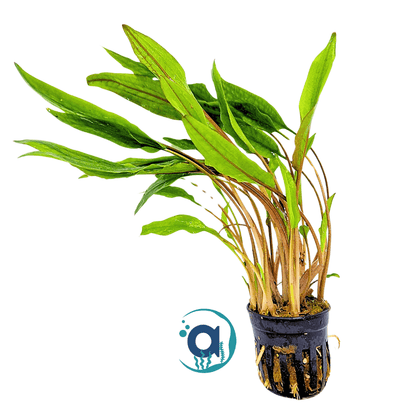 Cryptocoryne Lucens