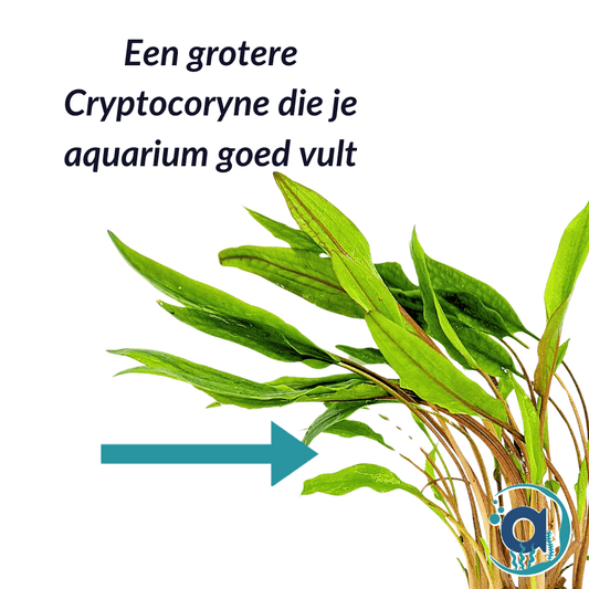 Cryptocoryne Lucens