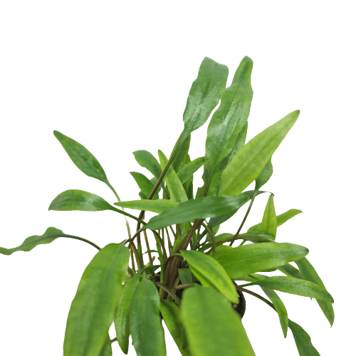Cryptocoryne Lutea