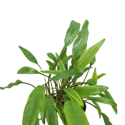 Cryptocoryne Lutea