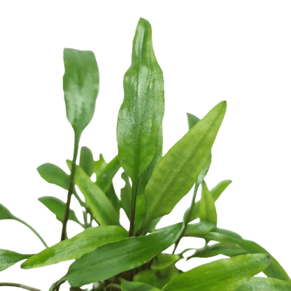 Cryptocoryne Lutea