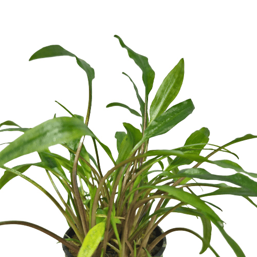 Cryptocoryne Lutea