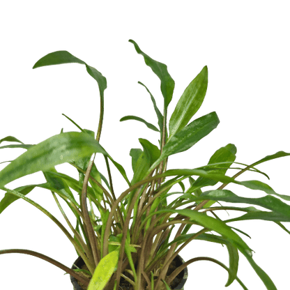 Cryptocoryne Lutea