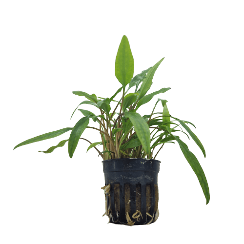 Cryptocoryne Lutea