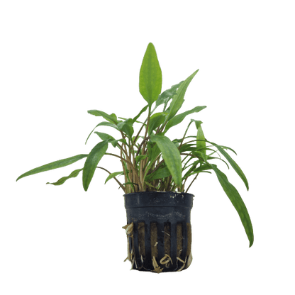Cryptocoryne Lutea
