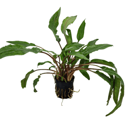 Cryptocoryne Undulatus