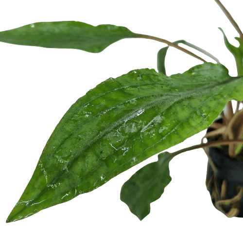 Cryptocoryne Undulatus