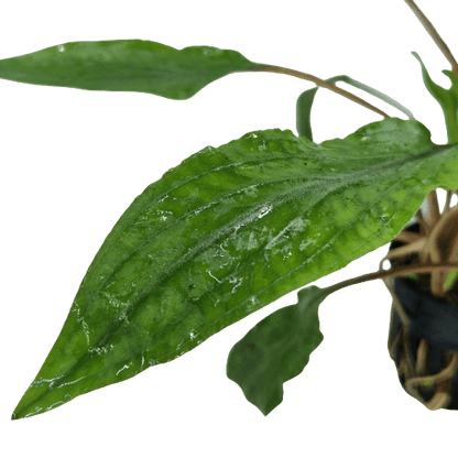 Cryptocoryne Undulatus