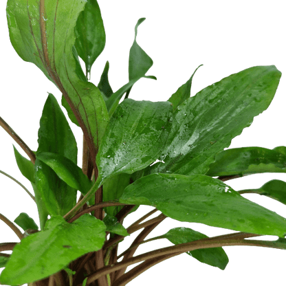Cryptocoryne Undulatus