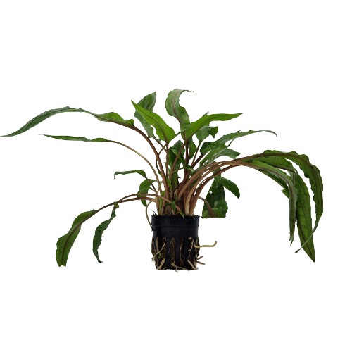 Cryptocoryne Undulatus