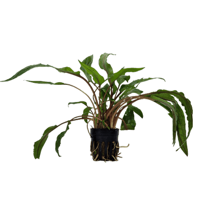 Cryptocoryne Undulatus